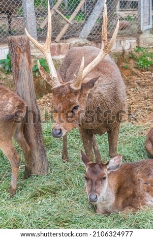 A male javan rusa or javan deer standing within his own horde