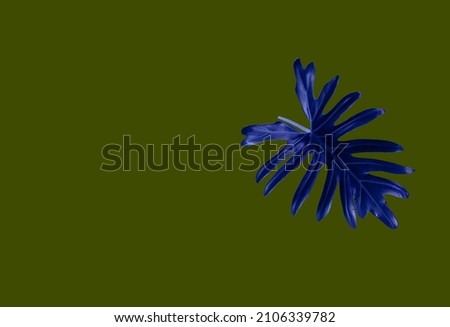 Single blue leaf of philodendron xanadu isolated on dark pea green background for design or decoration advertising product, tropical plant, flat lay, beautiful nature of thaumatophyllum xanadu leaves