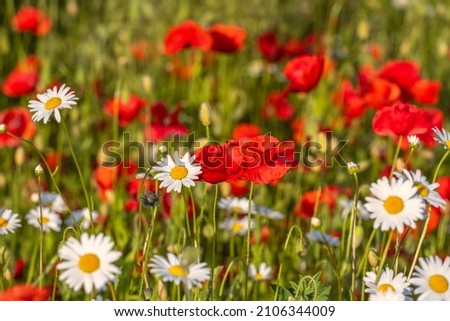 Corn poppy (Papaver rhoeas) is a deciduous, herbaceous plant. The odorless chamomile, also called false sea chamomile, is a plant species from the sea chamomile genus.
Concept: flowers and plants