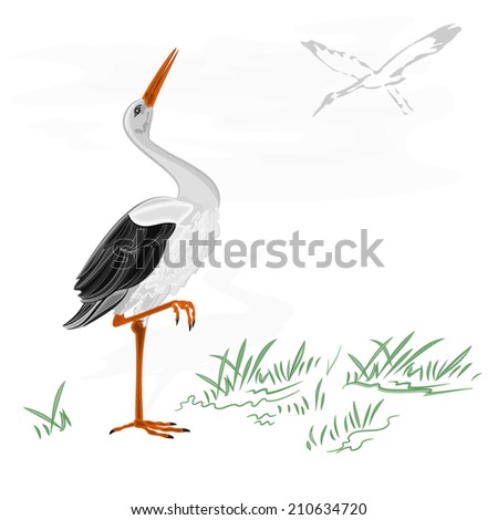 Storks white wild water bird vector illustration