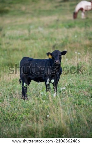 An all black calf with a yellow ear tag standing in a field at dusk. 