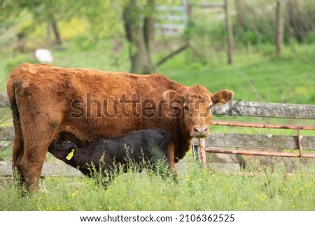 A red cow nurses it's black calf in a field in a green summer field. 