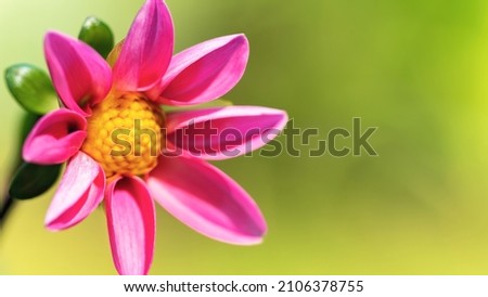 Pink dahlia flower high resolution macro photo with copy space. Dahlia inflorescence with stamens closeup banner.