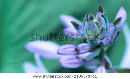 Unusual flower hostsa close-up macro photography. Blue-green inflorescence of hosta photo with copy space. Unusual blue flower for wallpaper or screensaver.