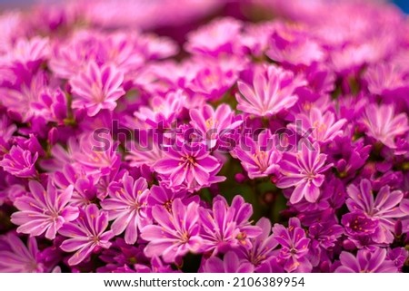 Closeup of blooming Lewisia cotyledon flowers with green leaves