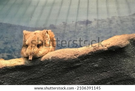 Elephant shrew. Lonely jumping shrew lies sad on a rock. Small cute single sengis rodent relaxing. Closeup space for copy. Furry mammal eastern rock elephant shrew. Elephantus myurus Royalty-Free Stock Photo #2106391145