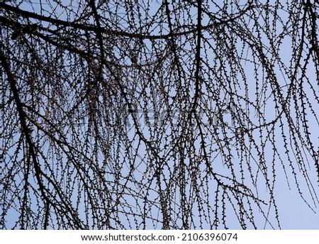 leafless twigs and cones of Larch tree view