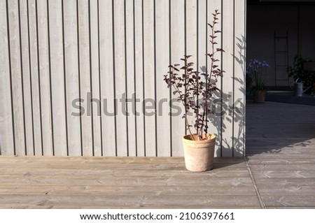 A beautiful pot plant on patio.