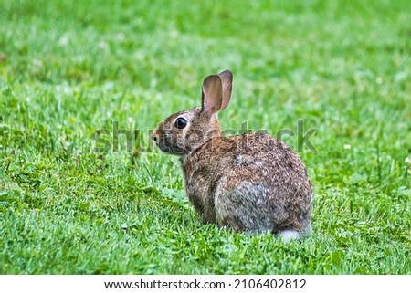 Cotton tail rabbit on grass