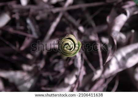 
Leaf spiral of a developing plant