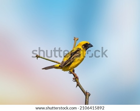 Asian Golden Weaver Birds  wing animal fly