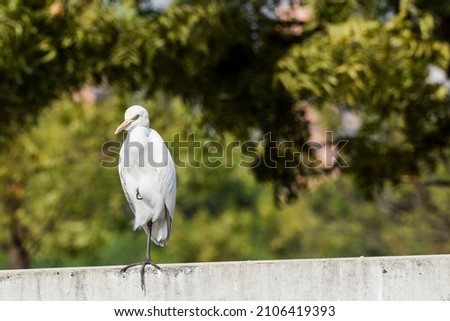 Beautiful bird cattle Egret found in Ahmedabad, Gujarat, India. White Indian bird closeup with blurred trees green background on a sunny day morning