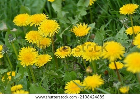 Dandelion (Taraxacum officinale) grows in the wild in spring Royalty-Free Stock Photo #2106424685