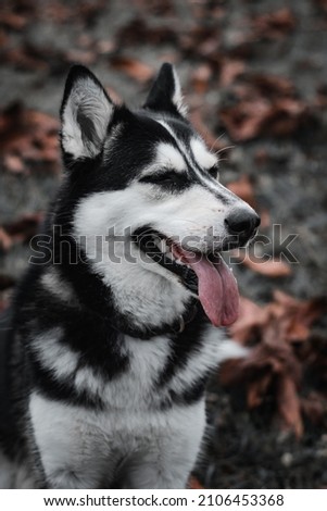 husky dog ​​among autumn leaves
