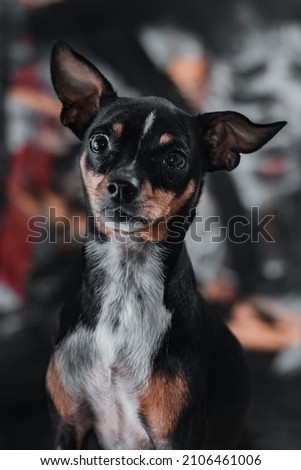 small dog portrait with abstract background