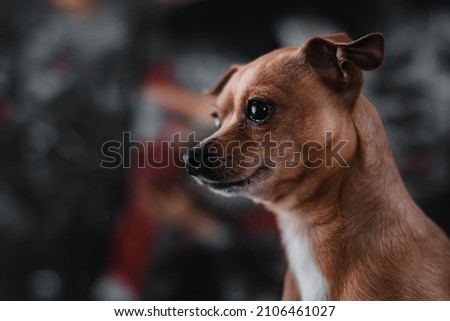 small dog portrait with abstract background