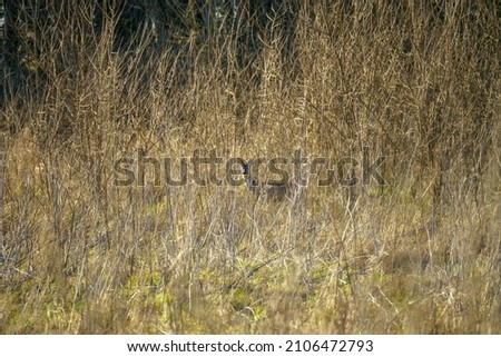 a Wild Roe Deer (Capreolus capreolus) hiding amongst winter grass stalks, motionless in the hope of not being spotted, Salisbury Plain UK