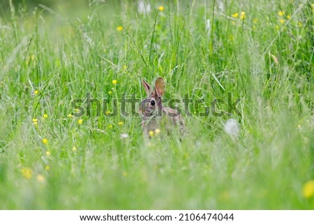 A young rabbit in a field of tall green grass with small yellow flowers. 
