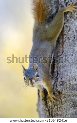 Squirrel Climbing Down Tree Trunk Head First