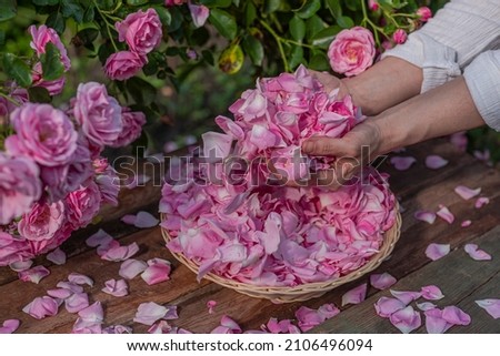 Hands Harvesting a handful of rose petals  in blooming season on a sunny day. Flowers in defocus Royalty-Free Stock Photo #2106496094