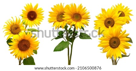 Sunflowers collection flower bouquet isolated on white background