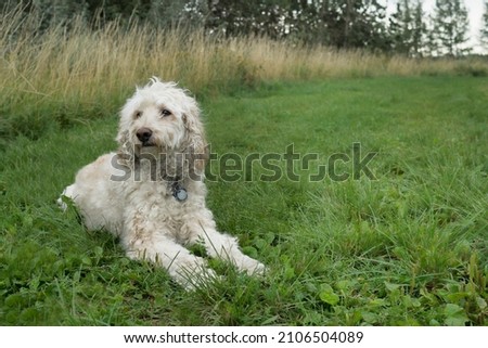 standard poodle lying in grass at dog park Royalty-Free Stock Photo #2106504089