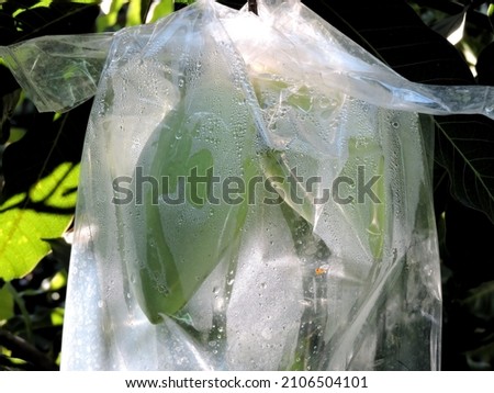 Selective focused closed up photo of transparent plastic bags being used as a form of protective material in agriculture 