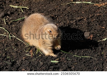 black-tailed prairie dog in the zoo	
