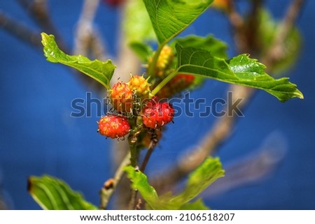 The beauty of a mulberry tree found at Lagoa do Violão in Torres in Rio Grande do Sul, Brazil.