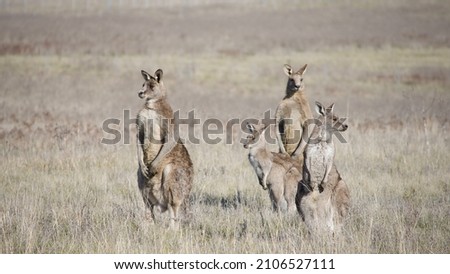 Family of kangaroo in a wild in Australia