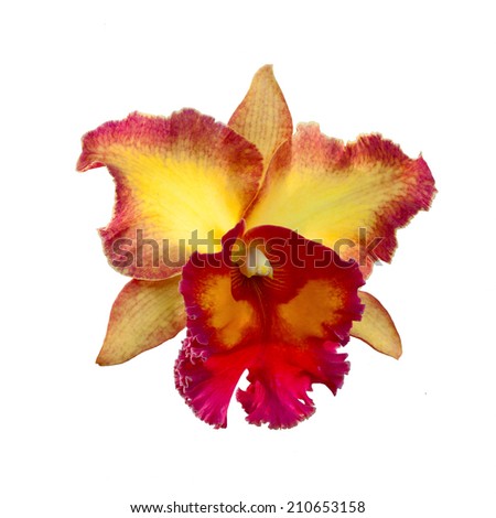 Yellow and Orange Cattleya Orchid isolated on a white background. Royalty-Free Stock Photo #210653158
