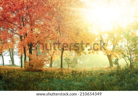 autumn in sunny forest, natural background