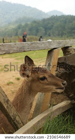 The deer puts its head out of the cage to get food at Ranca Upas, Indonesia Royalty-Free Stock Photo #2106546689