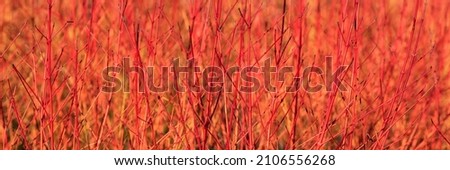 Panorama of sunlit stems of Cornus sanguinea 'Midwinter Fire' Royalty-Free Stock Photo #2106556268