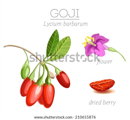 Superfood goji berries. Vector image Royalty-Free Stock Photo #210655876