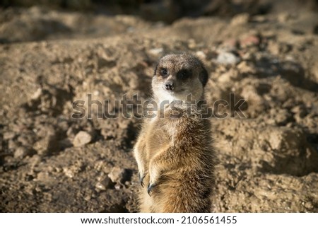 Portrait of meerkat standing on the land