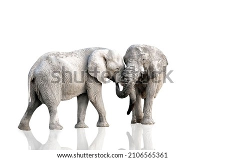 Asian wild elephant isolated on white background
