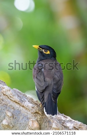 This is the Picture of Myna on a wooden piece