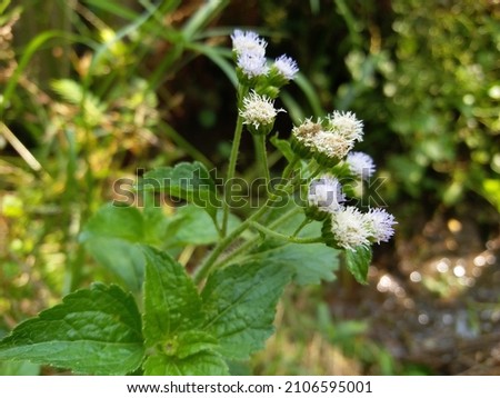 Ageratum conyzoides Plant and Flowers in Sri Lanka
