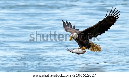 Eagle flying with a fish in its claws on the water, Eagle catching fish Royalty-Free Stock Photo #2106612827