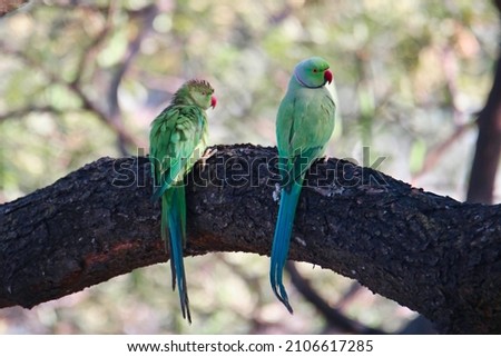 High resolution images of Rose Ringed ParakeetParrot found in India Subcontinent