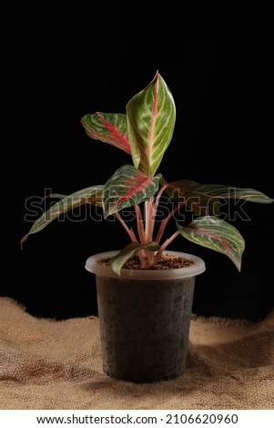 A green leafy plant called Aglaonema, is a popular and easy plant to grow indoor and outdoor for decoration.