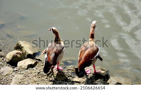 Duck picture shoot at on of the lake in Putrajaya, Malaysia