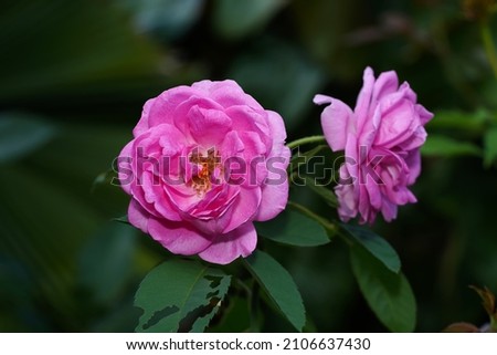 Close up Pink Rose flower with blur background. (Scientific name Rosa damascena)