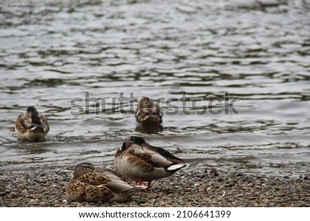 Ducks in wild nature in water