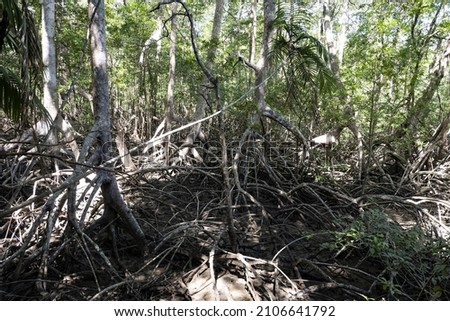 Dense mangrove forest Refugio Nacional de Vida Silvestre Curú. Costa Rica 