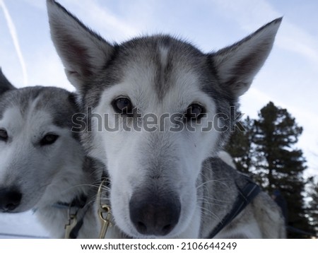 Sled dog husky portrait in snow mountains white background looking at you