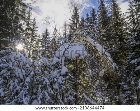 forest dolomites snow panorama wooden hut val badia armentarola hill