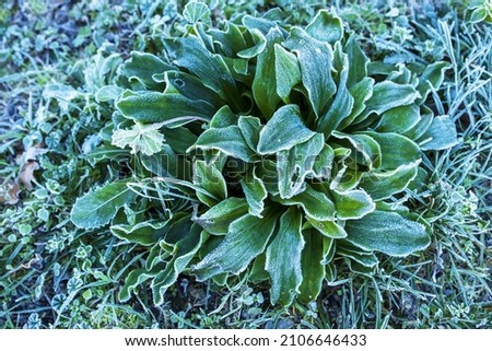 cold freez vegetables plants in winter time