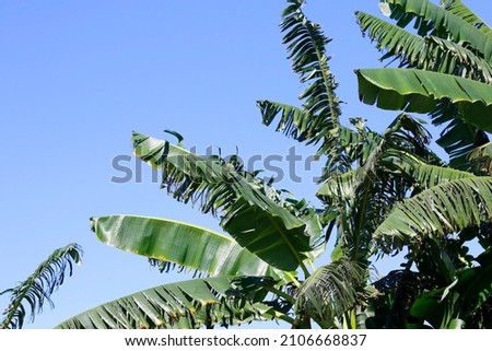 Green banana leaf , green tropical foliage texture isolated on blue clear sky background Stock Photography